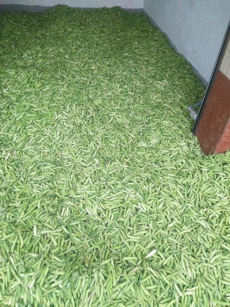 青豌豆、壳豌豆、甜豆颗粒饱满稳定供货量大从优