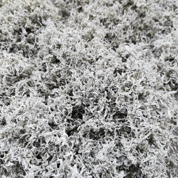 湘西正宗莓茶