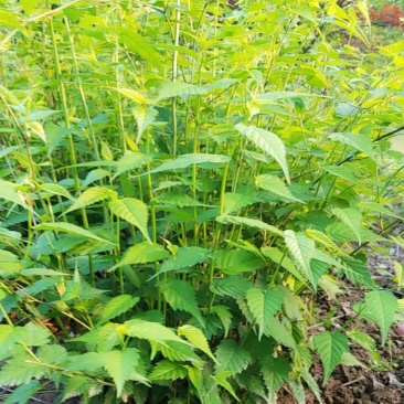 棣棠，棣棠花苗圃常年大量出售(大量供应一棣棠花)