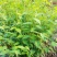 棣棠，棣棠花苗圃常年大量出售(大量供应一棣棠花)