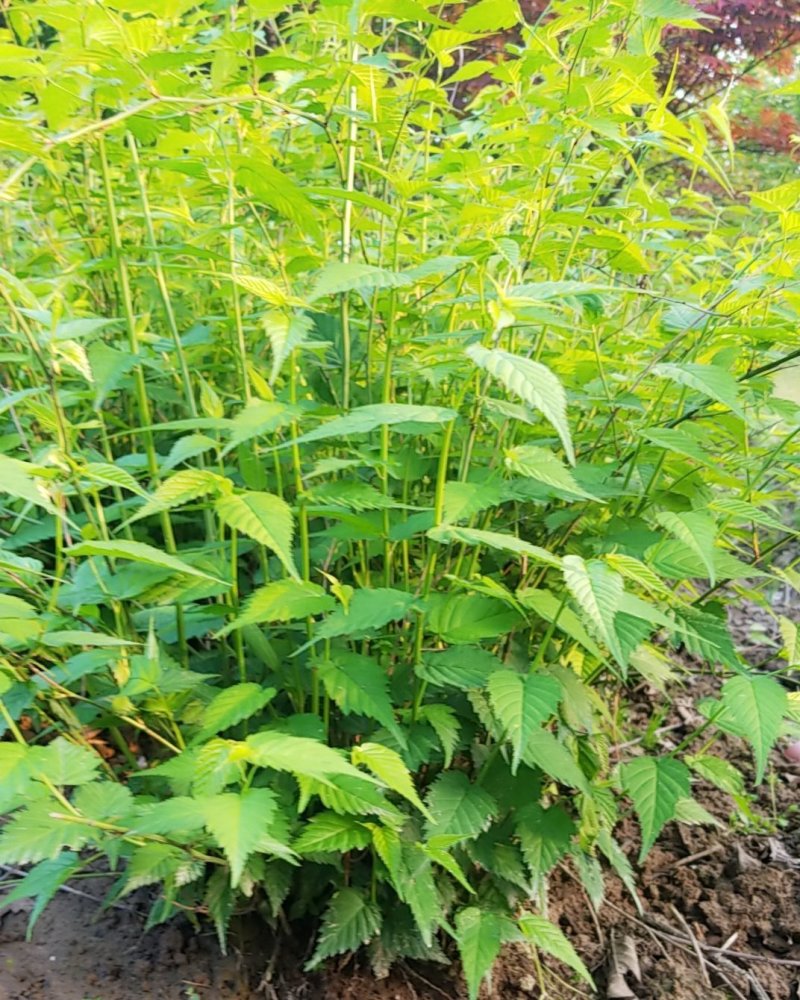 棣棠，棣棠花苗圃常年大量出售(大量供应一棣棠花)