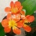 君子兰苗各种花橘色黄色细叶小苗大苗量大优惠放心选购包邮