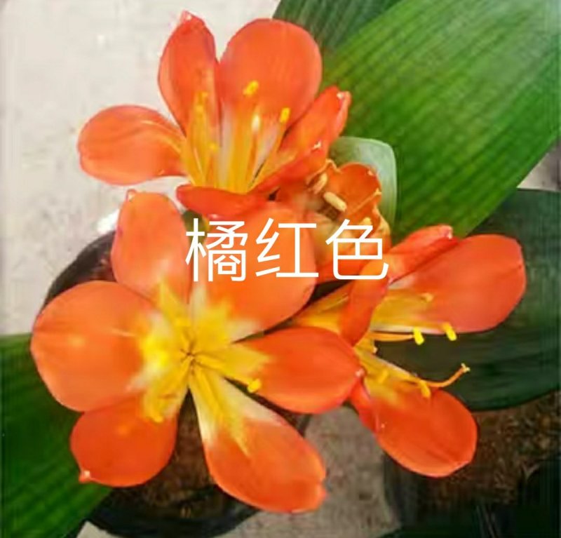 君子兰苗各种花橘色黄色细叶小苗大苗量大优惠放心选购包邮