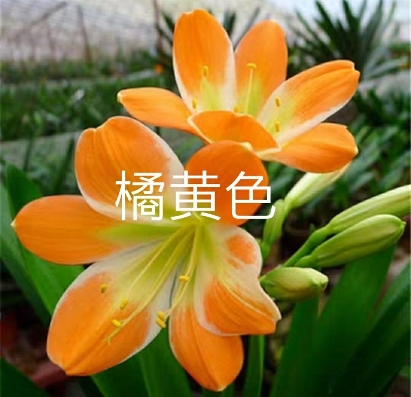 君子兰苗各种花橘色黄色细叶小苗大苗量大优惠放心选购包邮