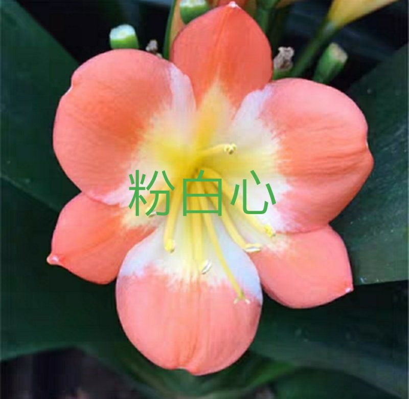君子兰苗各种花橘色黄色细叶小苗大苗量大优惠放心选购包邮