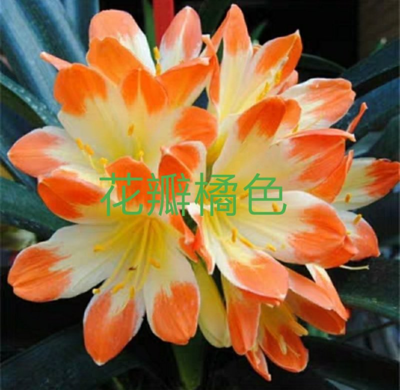 君子兰苗各种花橘色黄色细叶小苗大苗量大优惠放心选购包邮