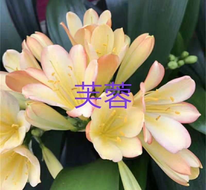 君子兰苗各种花橘色黄色细叶小苗大苗量大优惠放心选购包邮