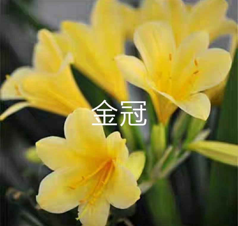 君子兰苗各种花橘色黄色细叶小苗大苗量大优惠放心选购包邮