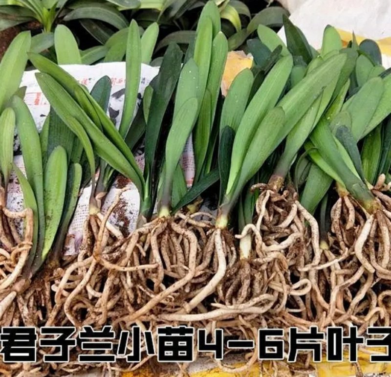 君子兰苗各种花橘色黄色细叶小苗大苗量大优惠放心选购包邮