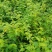 棣棠，棣棠花苗圃常年大量出售(大量供应一棣棠花)