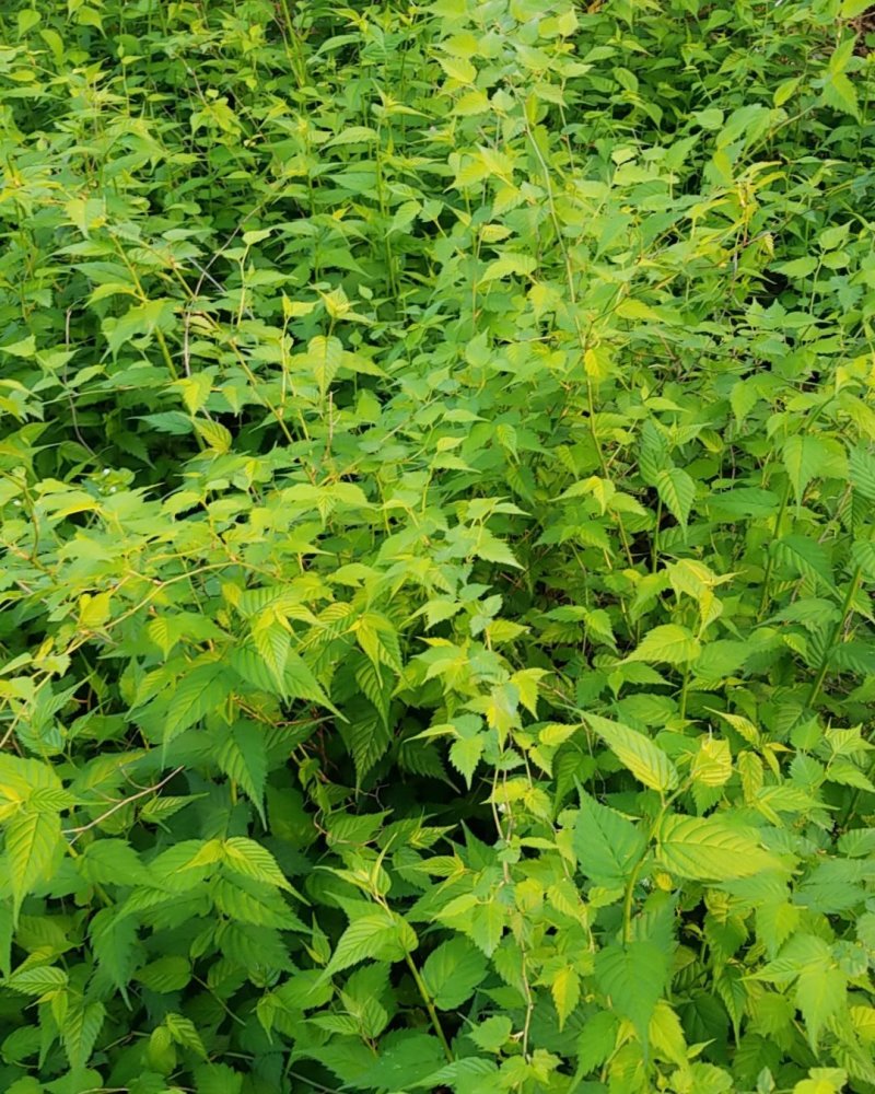 棣棠，棣棠花苗圃常年大量出售(大量供应一棣棠花)