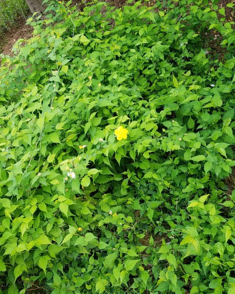 棣棠，棣棠花苗圃常年大量出售(大量供应一棣棠花)