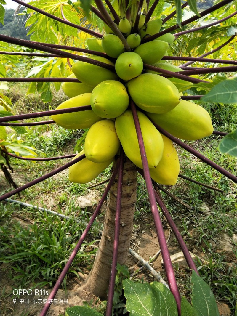 海南红心牛奶大青木瓜，支持一件代发，