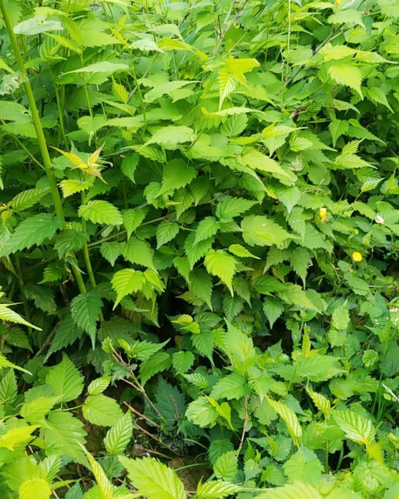 棣棠，棣棠花苗圃常年大量出售(大量供应一棣棠花)