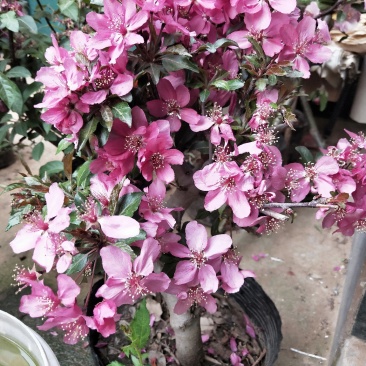 矮化苹果苗盆栽当年结果红富士红肉南北方种植盆景树桩