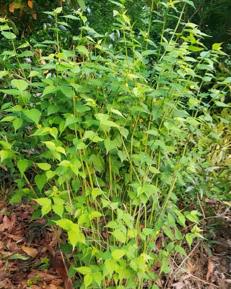 棣棠，棣棠花苗圃常年大量出售(大量供应一棣棠花)