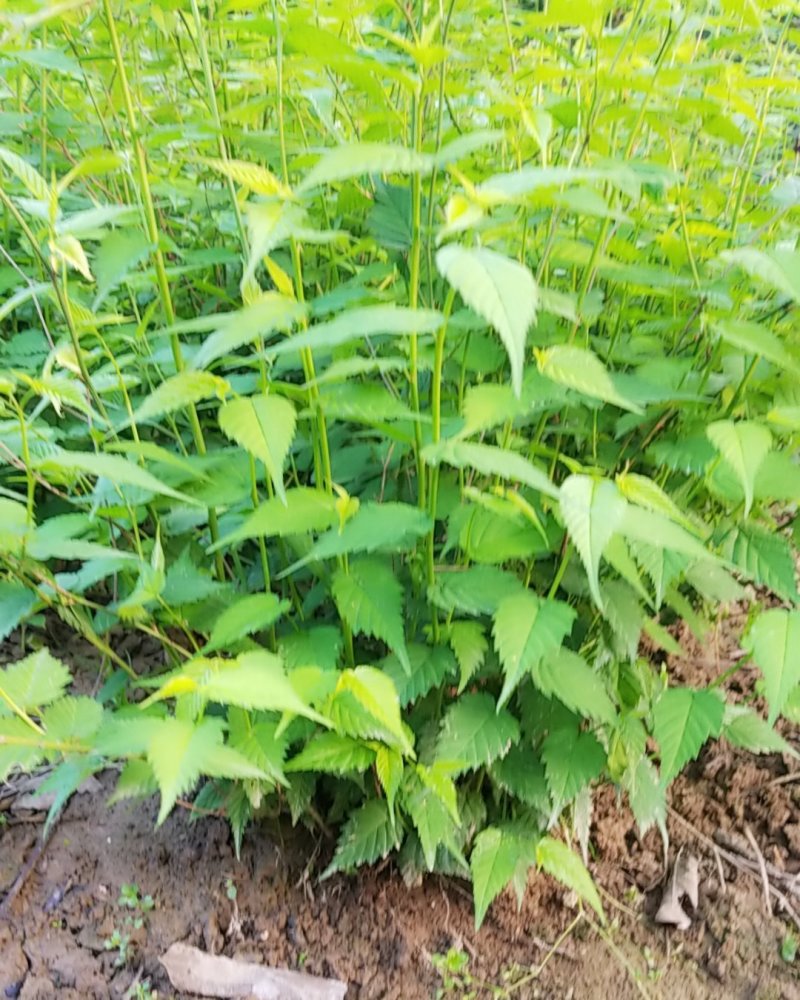 棣棠，棣棠花苗圃常年大量出售(大量供应一棣棠花)