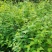 棣棠，棣棠花苗圃常年大量出售(大量供应一棣棠花)