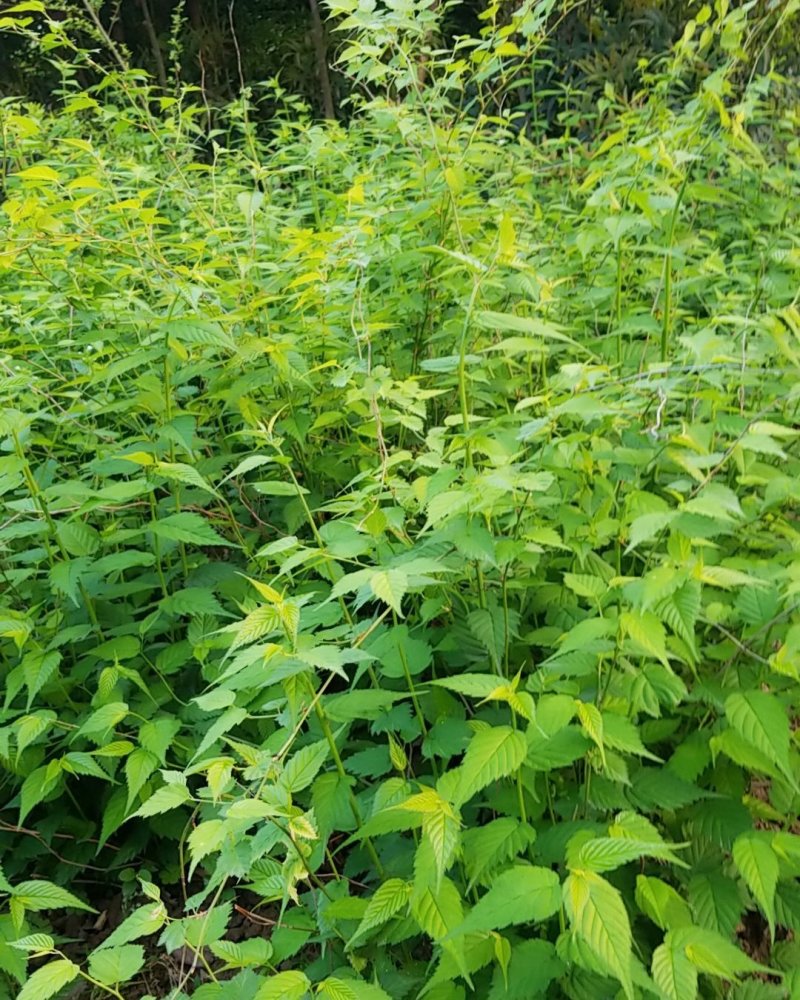 棣棠，棣棠花苗圃常年大量出售(大量供应一棣棠花)