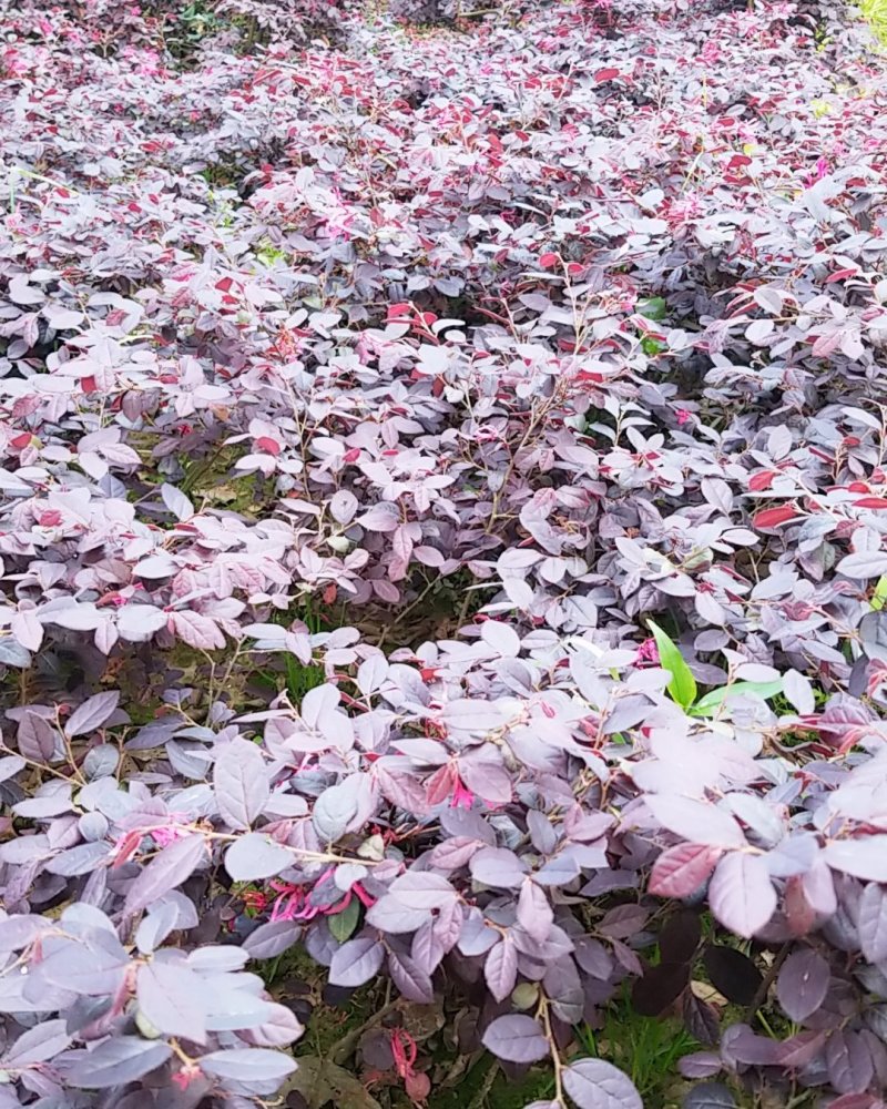 红花继木，红花继木球常年大量直销（色块苗及球类)