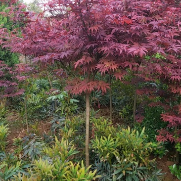 红枫（中国红枫.日本红枫）苗圃基地常年直销