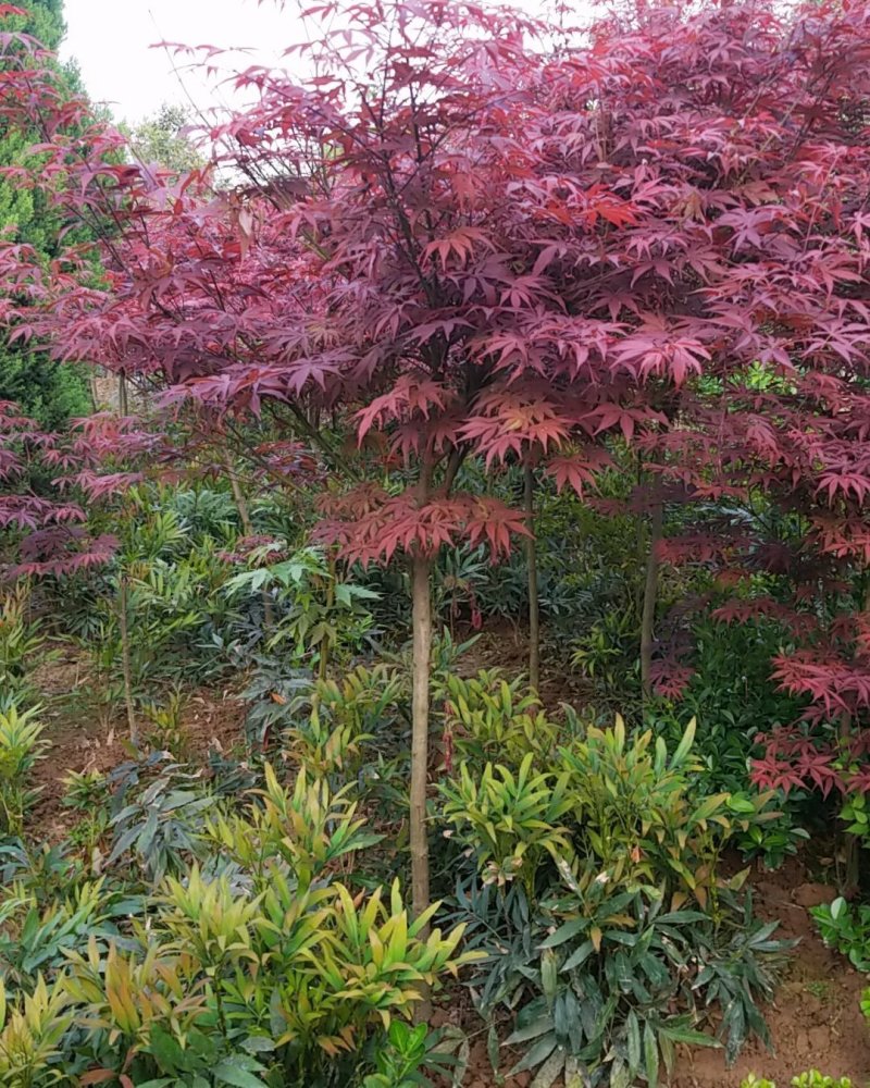 红枫（中国红枫.日本红枫）苗圃基地常年直销