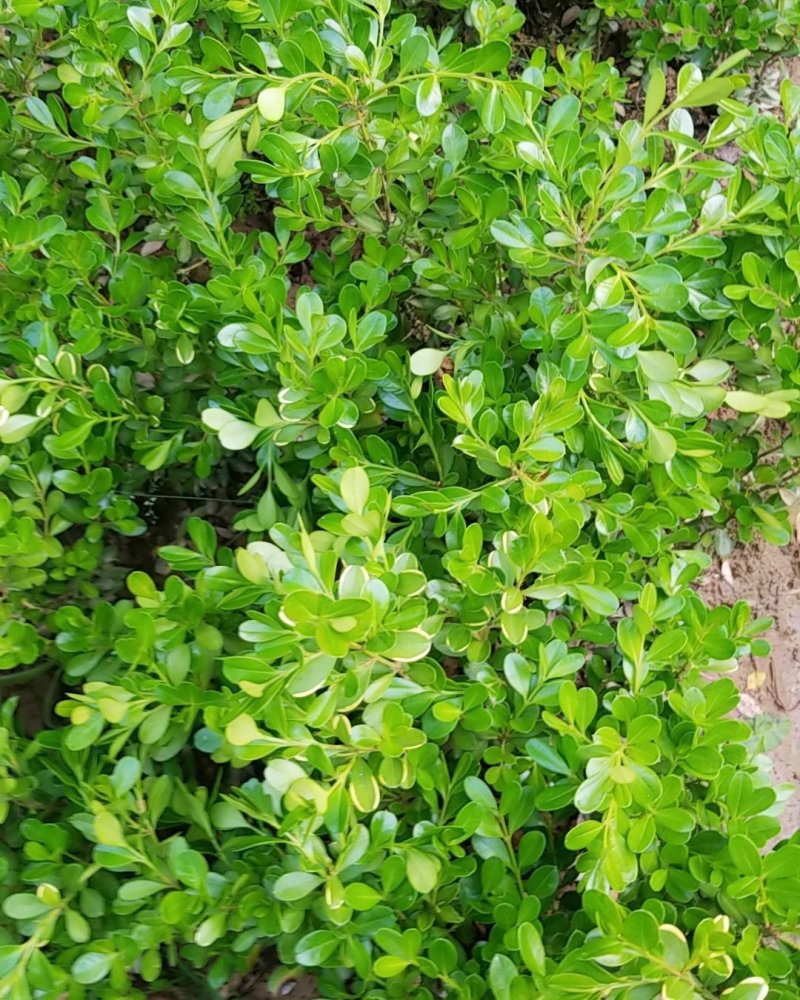小叶黄杨，雀舌黄杨，(各种规格大量供应)