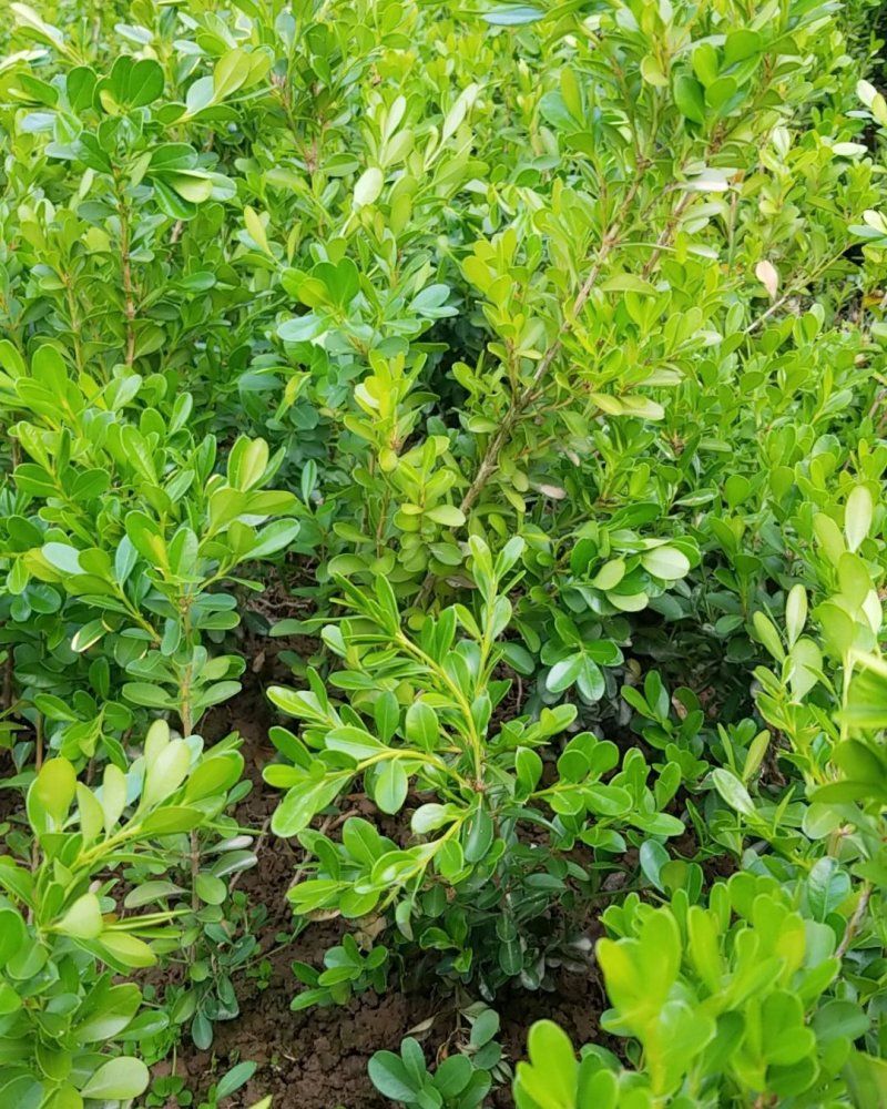 小叶黄杨，雀舌黄杨，(各种规格大量供应)