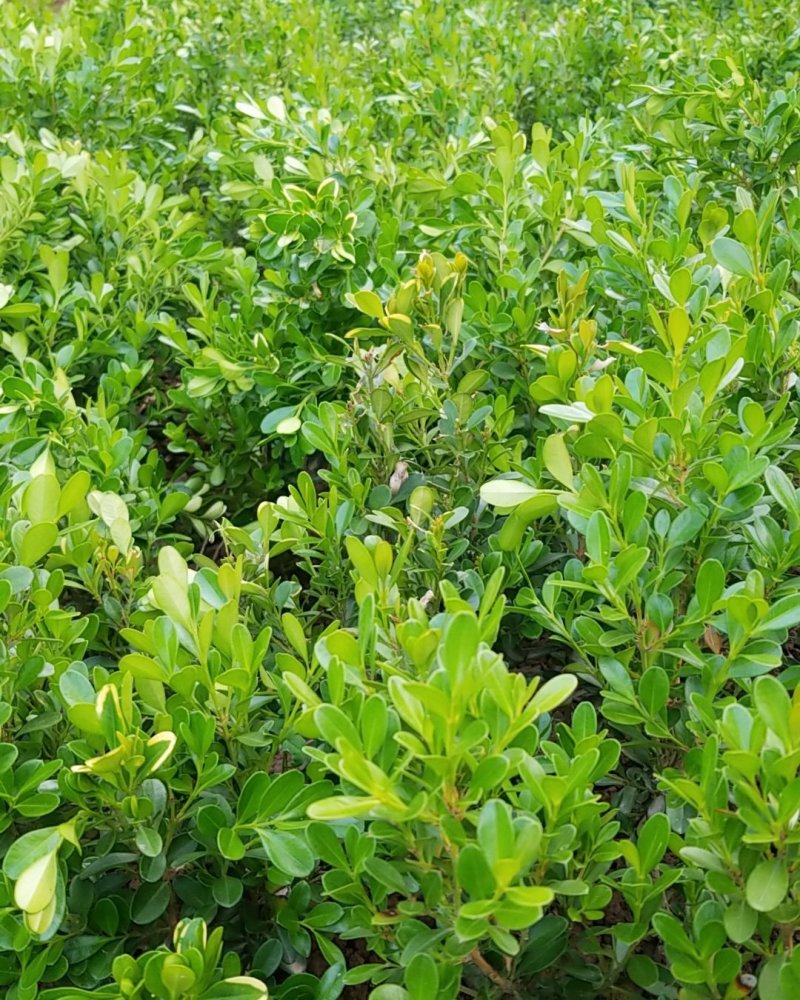 小叶黄杨，雀舌黄杨，(各种规格大量供应)