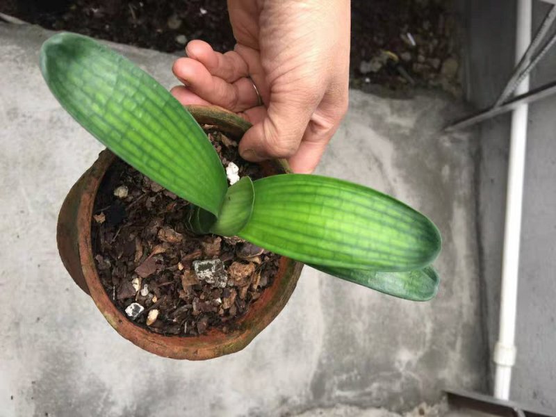 澳大利亚黄花君子兰苗盆栽花苗君子兰小苗2-12片叶