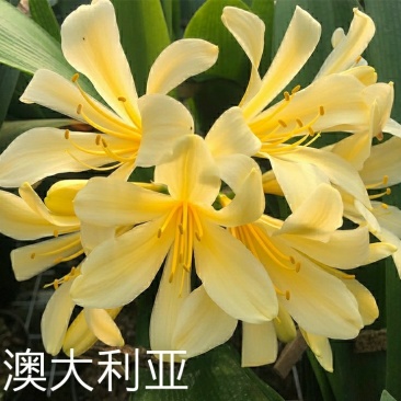 澳大利亚黄花君子兰苗盆栽花苗君子兰小苗2-12片叶