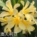 澳大利亚黄花君子兰苗盆栽花苗君子兰小苗2-12片叶