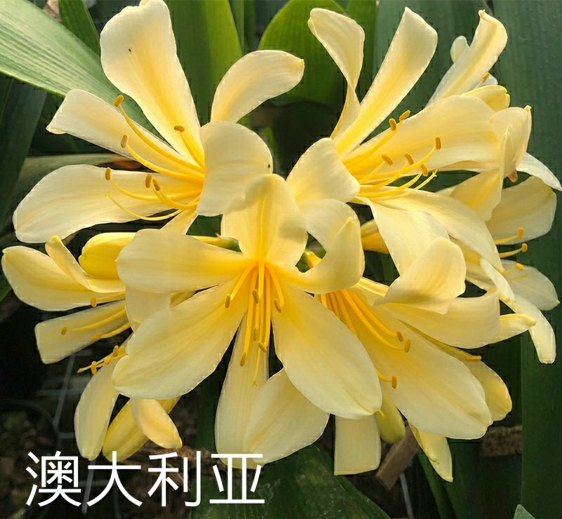 澳大利亚黄花君子兰苗盆栽花苗君子兰小苗2-12片叶