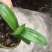 澳大利亚黄花君子兰苗盆栽花苗君子兰小苗2-12片叶