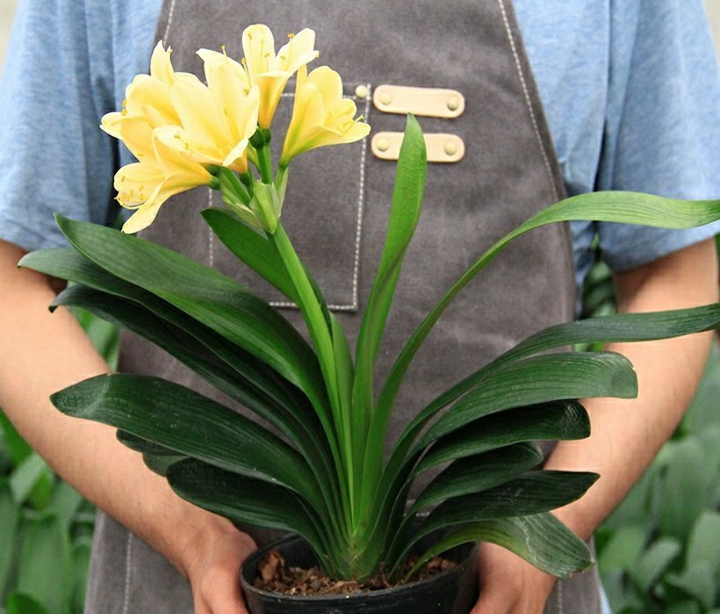 澳大利亚黄花君子兰苗盆栽花苗君子兰小苗2-12片叶