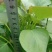 陆地大田苗脱毒商薯19，龙薯九号，西瓜红，紫罗兰红薯苗