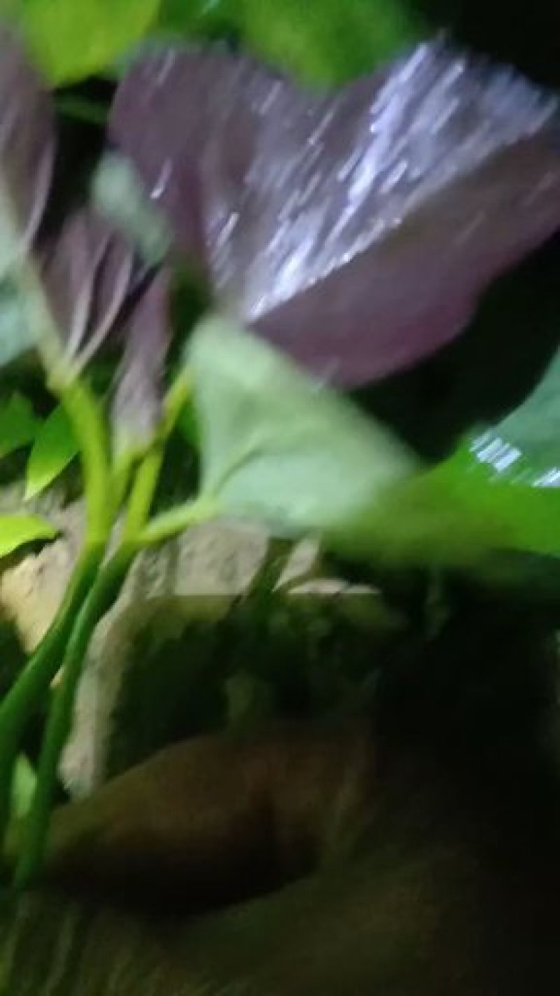 陆地大田苗脱毒商薯19，龙薯九号，西瓜红，紫罗兰红薯苗