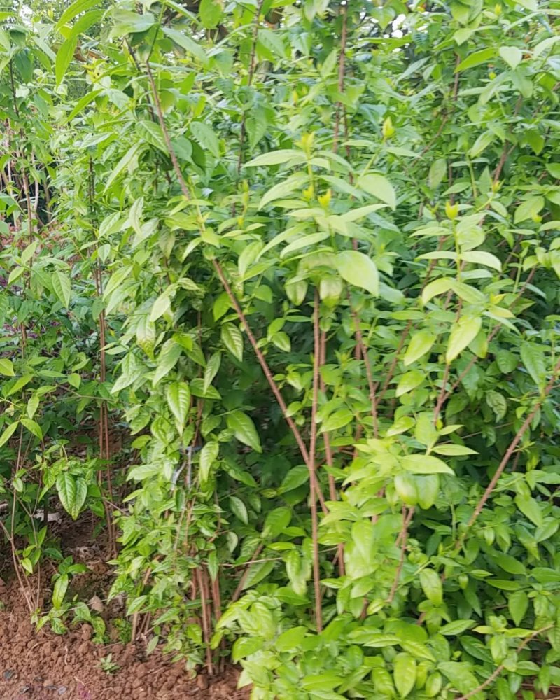 腊梅，腊梅花大量供应直销多枝腊梅.单杆腊梅