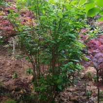 腊梅，腊梅花大量供应直销多枝腊梅.单杆腊梅