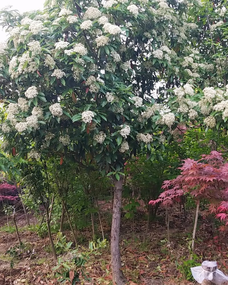 中华石楠，苗圃常年大量出售(丛生老石楠，独杆老石楠)