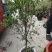 石榴树树苗地栽果树果苗突尼斯软籽无籽大庭院南方种植盆栽石