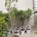 石榴树树苗地栽果树果苗突尼斯软籽无籽大庭院南方种植盆栽石