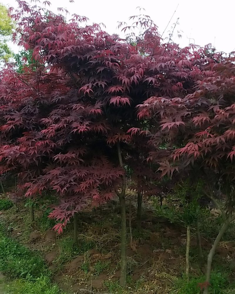 红枫（中国红枫.日本红枫）苗圃基地常年直销