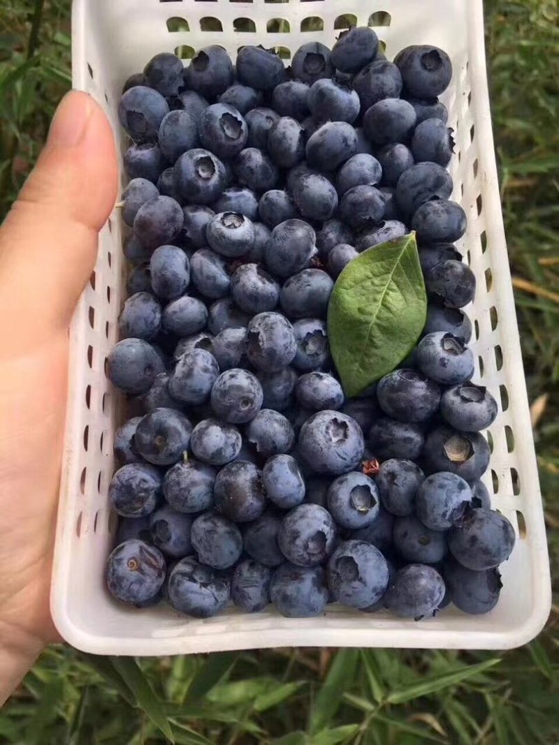 【头茬精品蓝莓】细腻的果肉甜脆饱满清香爽滑包邮