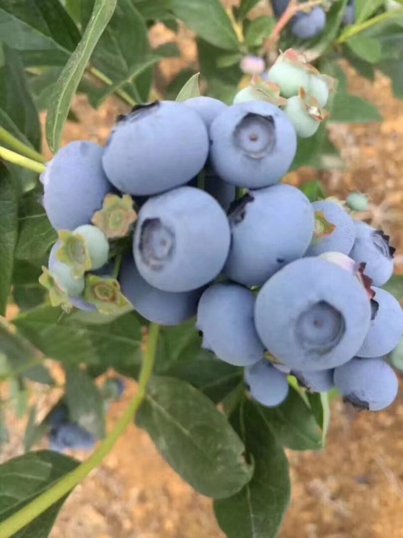 【头茬精品蓝莓】细腻的果肉甜脆饱满清香爽滑包邮