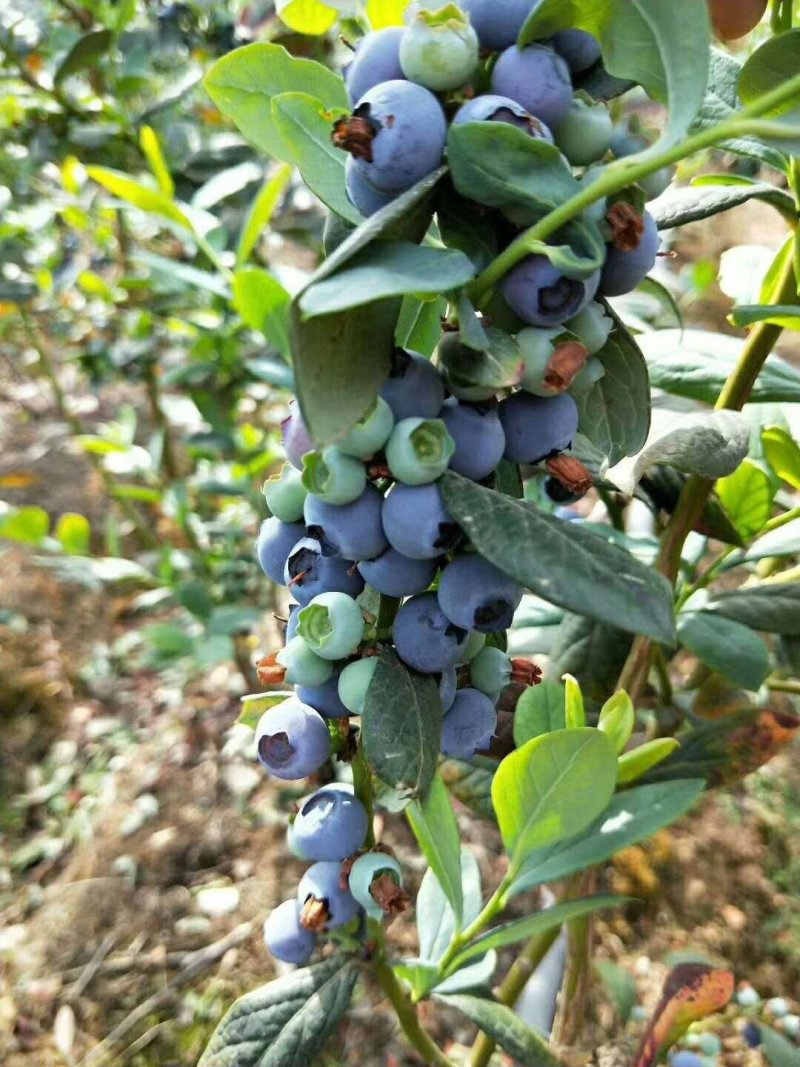 【头茬精品蓝莓】细腻的果肉甜脆饱满清香爽滑包邮