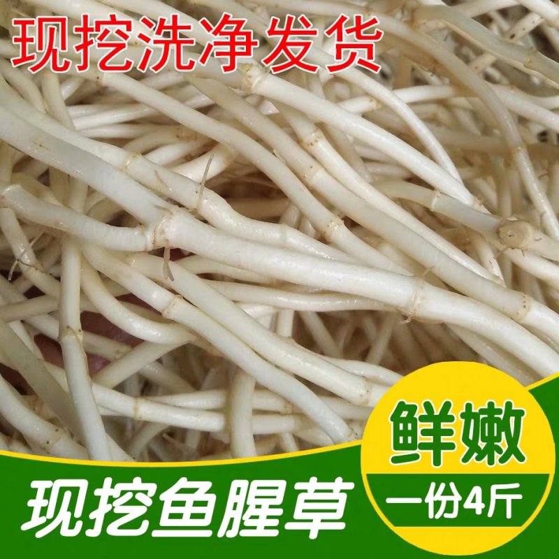 鱼腥草