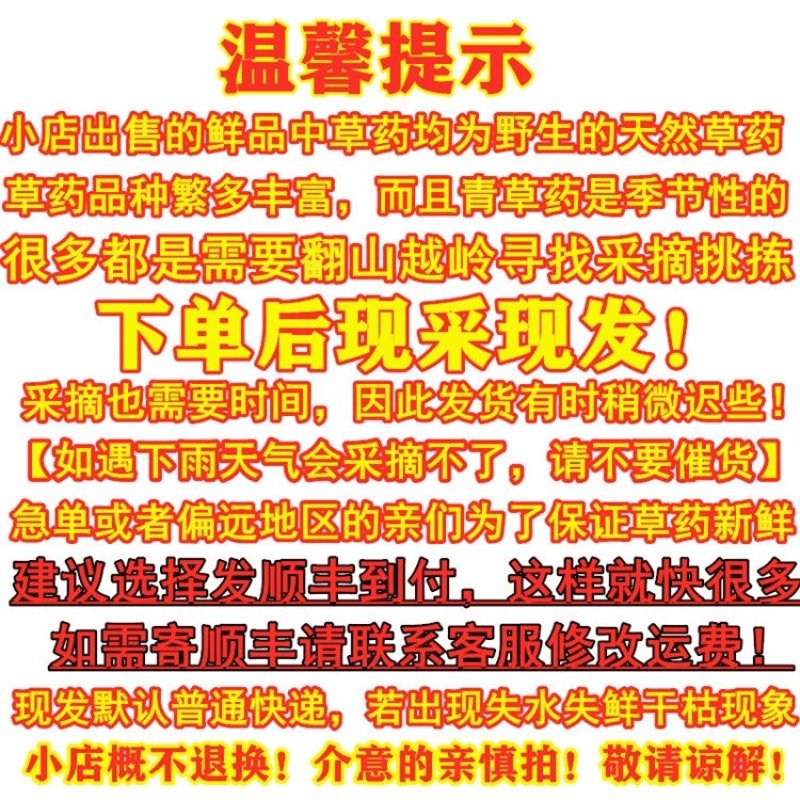 鱼腥草