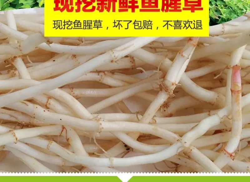 鱼腥草