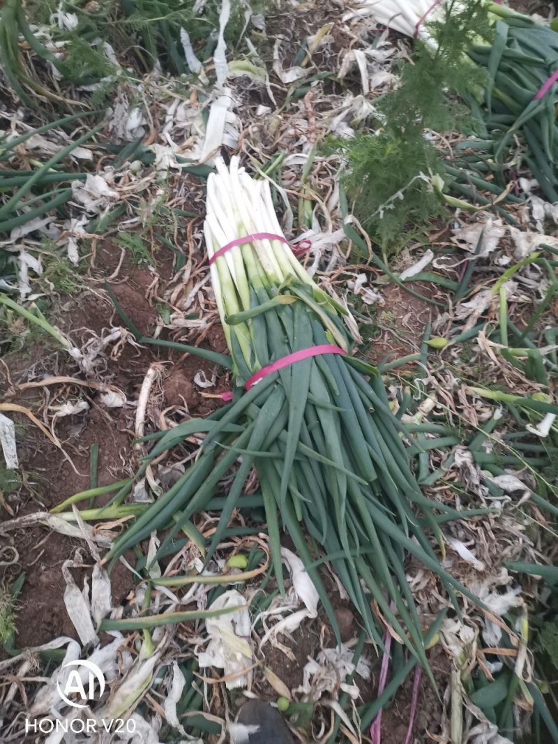 精品脱水大葱，无干叶，干叶，无根，日产30吨